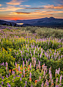 Field of wildflowers at sunset on Carson Pass, High Sierra California