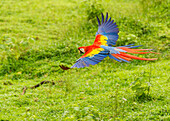 Scarlet Macaw Parrots (Ara macao), Costa Rica
