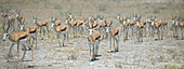 A herd of springbok in Etosha National Park, Namibia