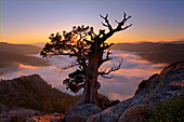 A dramatic old tree above a sea of clouds at sunrise on Donner Summit in California