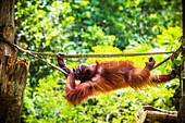 Relaxing orangutan.