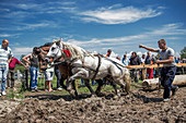 Competition in tow with  horses held in central Serbia, near Kraljevo.  In the picture are two horses that cross the finish line with a log dragging behind.  The track is 100 meters  328 feet  long.    The competition has several classes and the winner is