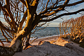 Beech trees along the coast at Weststrand, Fischland, Darss, Zingst, Baltic Sea Coast, Mecklenburg-Western Pomerania, Germany