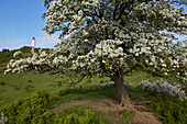 Pear tree in blossom, lighthouse in the background, Dornbusch, Hiddensee, Mecklenburg-Western Pomerania, Germany