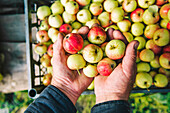 Farmer holding apples