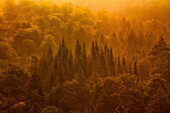 Baumgruppe im Nebel, Gesehen von der Burgruine Lindelbrunn, Pfälzer Wald, Rheinland-Pfalz, Deutschland