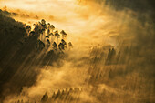 Sunbeams sparkling through the fog, Group of trees near Wegelnburg, Palatinate Forest, Rhineland-Palatinate, Germany