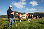 farmer with his ferrandaise cows, the mont-dore, sancy mountain, puy-de-dome (63), auvergne, france