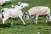 blonde d'aquitaine cows fighting, estive, hautes-pyrenees (65), france