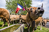 transhumance of aubrac cows in marchastel, lozere (48), france