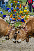 a battle of cows, aubrac cow transhumance festival, col de bonnecombe pass, lozere (48), france