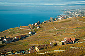 vue generale des vignes de la region viticole du lavaux avec le lac leman en fond, region inscrite sur la liste du patrimoine mondial de l'unesco depuis 2007, canton de vaud, suisse