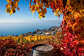 perspective sur les vignes de la region viticole du lavaux depuis le village de grandvaux avec le lac leman et lausanne en fond, au premier plan une vigne et un tonneau de vin, region inscrite sur la liste du patrimoine mondial de l'unesco depuis 2007, gr