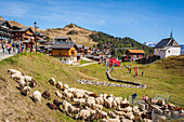 troupeau de moutons broutant paisiblement sous l'oeil des touristes au centre du village de bettmeralp, station de ski, bettmeralp, canton du valais, suisse