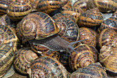 philippe couvreur's snails, produce of the land, preaux-du-perche, france