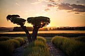 lavender fields in front of the restaurant 'entre vigne et garrigue', pujaut (30) gard, languedoc-roussillon