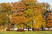 herd of salers cows beneath the trees in autumn colours, rugles (27), france
