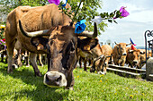 a herd of cows grazing, transhumance of aubrac cows, marchastel, lozere (48), france