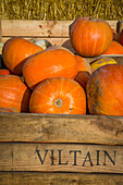 pumpkin turned into a jack o'lantern, symbol of halloween, viltain farm, jouy en josas (78), ile de france