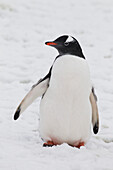 Gentoo Penguin Pygoscelis papua on Petermann Island, Antarctic Peninsula, Antarctica