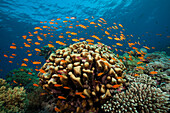 Korallenriff mit Harems-Fahnenbarschen, Pseudanthias squamipinnis, Rotes Meer, Ras Mohammed, Aegypten