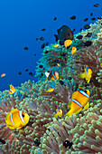 Rotmeer-Anemonenfische im Riff, Amphiprion bicinctus, Shaab Rumi, Rotes Meer, Sudan