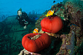 Scuba Diver at Umbria Wreck, Wingate Reef, Red Sea, Sudan