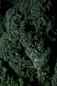 Close-up of fresh kale