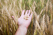 Close-up of hand holding wheat at farm