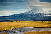 Horses on field by snowcapped mountain against sky