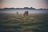 Horses grazing on field in foggy weather