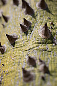 Close-up of thorns on tree trunk