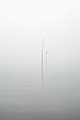Plants in lake during foggy weather