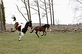 Full length of horses jumping on field