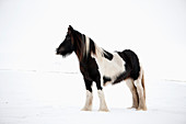 Full length of horse standing on snow covered field