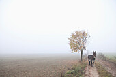 Donkey standing on road amidst field during foggy weather