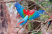 Playful red-and-green macaws Ara chloropterus, Buraco das Araras, Mato Grosso do Sul, Brazil, South America