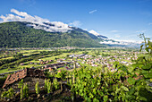 Vineyards in spring with the village of Traona in the background, Province of Sondrio, Lower Valtellina, Lombardy, Italy, Europe