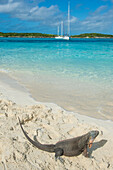 Iguana on a white sand beach, Exumas, Bahamas, West Indies, Caribbean, Central America