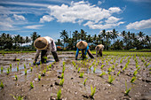 workers in a Padi field, Sumatra, Indonesia, Southeast Asia