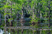 Caddo Lake, Texas, United States of America, North America