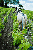 Horse plowing in vineyard