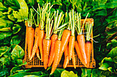 Crate of carrots in garden