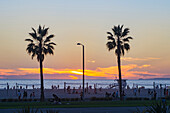 Palm trees on beach at sunset, Santa Monica, California, United States
