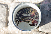 High angle view of crabs in bucket