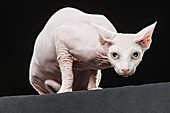 Close-up portrait of Sphynx hairless cat against black background