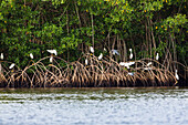 Snowy Egrets in the Mangroves, Egretta thula, Caroni Swamps, Trinidad, West Indies, Caribbean, South America
