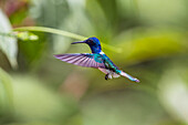 White-necked Jacobin, male hummingbird, Florisuga mellivora, Trinidad, West Indies, Caribbean