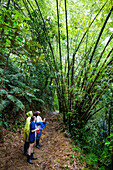 Touristen mit Guide im Regenwald auf dem Gilpin Trail, Main Ridge Forest Reserve, Tobago, West Indies, Karibik, Mittelamerika