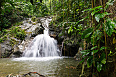 waterfall in rainforest, Top River Falls, Main Ridge Forest Reserve, Tobago, West Indies, Caribbean, Central America